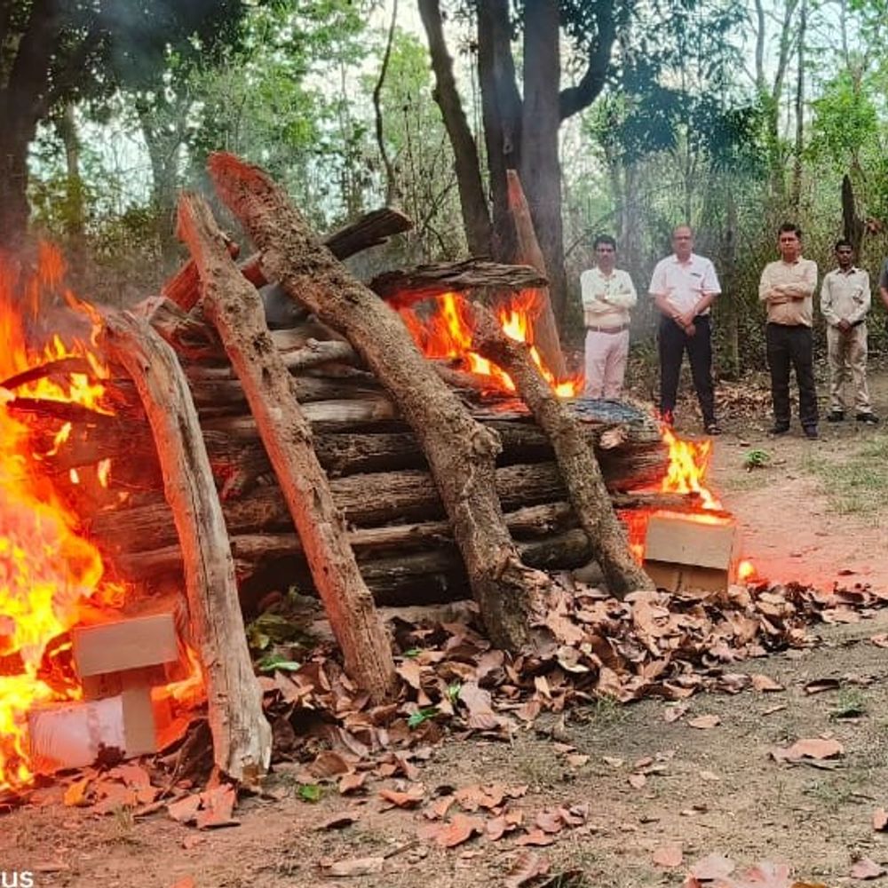 कान्हा में CDV वायरस से एक और बाघ की मौत:मुक्की क्वॉरेंटाइन सेंटर में इलाज के दौरान मौत; दो महीनों में 7 बाघों की जान गई