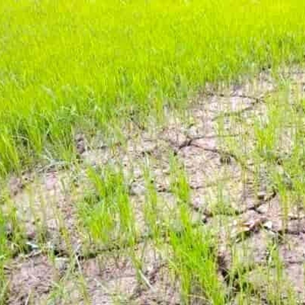 शारदा सहायक नहर में पानी नहीं, 2 लाख किसान प्रभावित:धान की नर्सरी और रोपाई पर संकट, किसानों की लागत बढ़ी