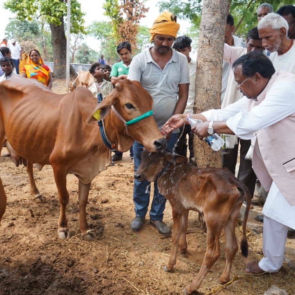 बलरामपुर में 13 पशुपालकों को मिली दुधारू गायें:डेयरी योजना से बढ़ेगी ग्रामीणों की आय,मंत्री रामविचार बोले- सभी वर्गों को मिलेगा योजना का लाभ