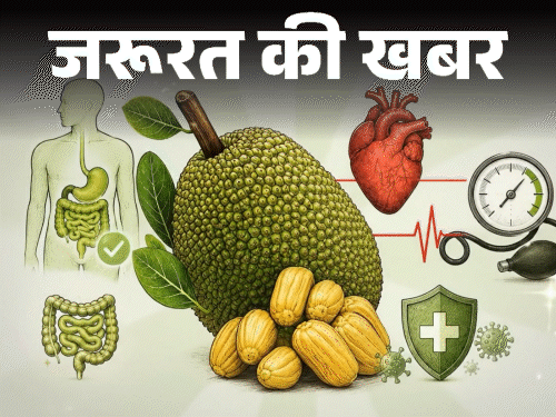 जरूरत की खबर- कटहल के 12 हेल्थ बेनिफिट्स:इसका फाइबर पेट को रखे साफ, ब्लड प्रेशर रखे दुरुस्त, लेकिन एक बार में ज्यादा न खाएं