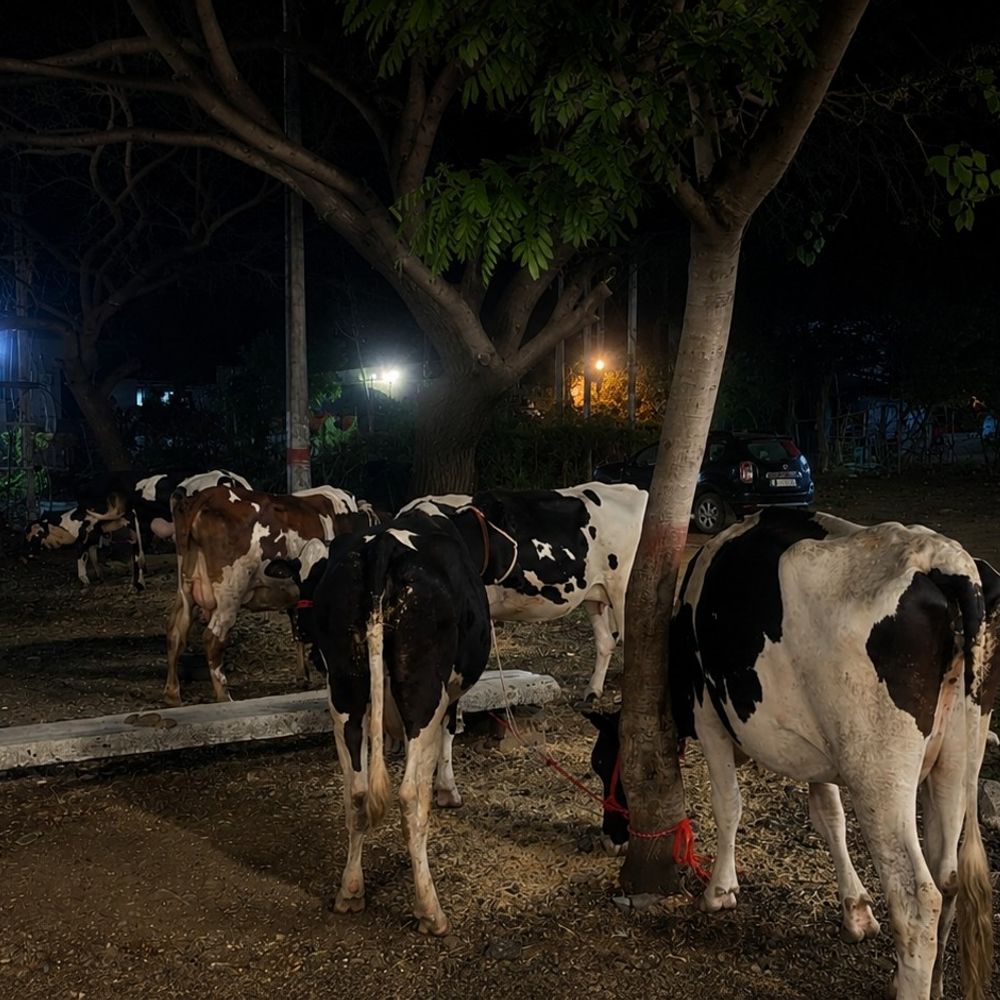 सिवनी में गोवंश से भरा ट्रक जब्त, चार गिरफ्तार:10 गायों को पुलिस ने छुड़ाया, यूपी-महाराष्ट्र के तस्कर पकड़े गए