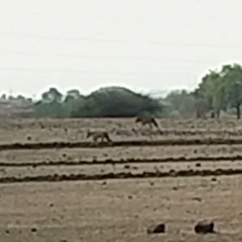 बड़वानी की जलगोन नर्सरी में दिखे दो लकड़बग्घे:नहर किनारे चहलकदमी से दहशत, ग्रामीणों ने बनाए VIDEO