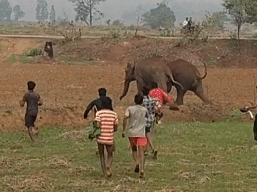 हाथियों को भगाने पत्थर मारे, पटाखे फोड़े, VIDEO:रायगढ़ में शोर से बेकाबू हुए हाथी, मची भगदढ़, इससे पहले रील बनाने की थी पत्थरबाजी