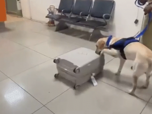 स्निफर डॉग ने बैग से 11 करोड़ का गांजा पकड़ा:बैंकॉक से अहमदाबाद एयरपोर्ट पहुंचा था पैसेंजर, छिपा रखा था 10.911 किग्रा गांजा