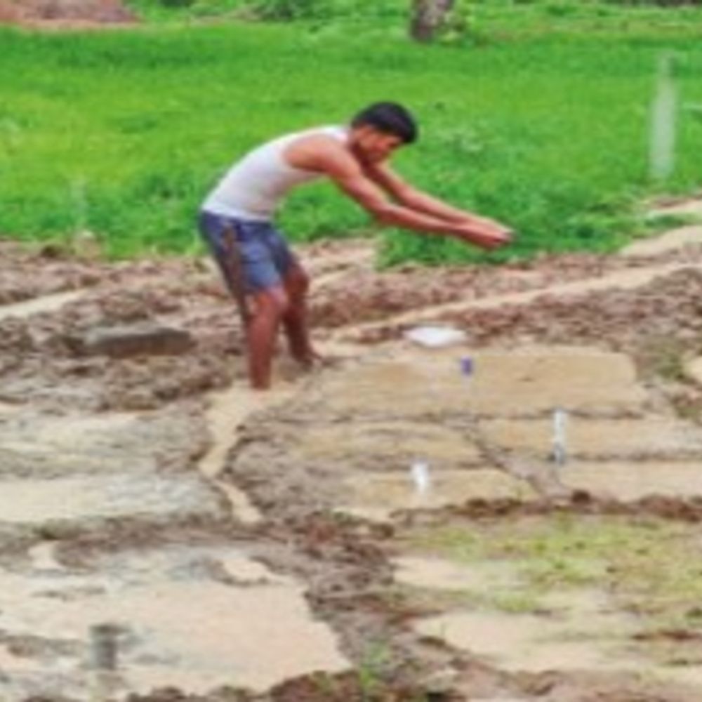 देसी धान बचाने का ऐसा जुनून कि आधे एकड़ खेत में उगा दी 76 किस्में‎