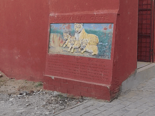 इस सीजन में रणथंभौर 6 लाख 77 हजार पर्यटक आए:राज्य सरकार को 69 करोड़ 82 लाख रुपए का रेवेन्यू मिला