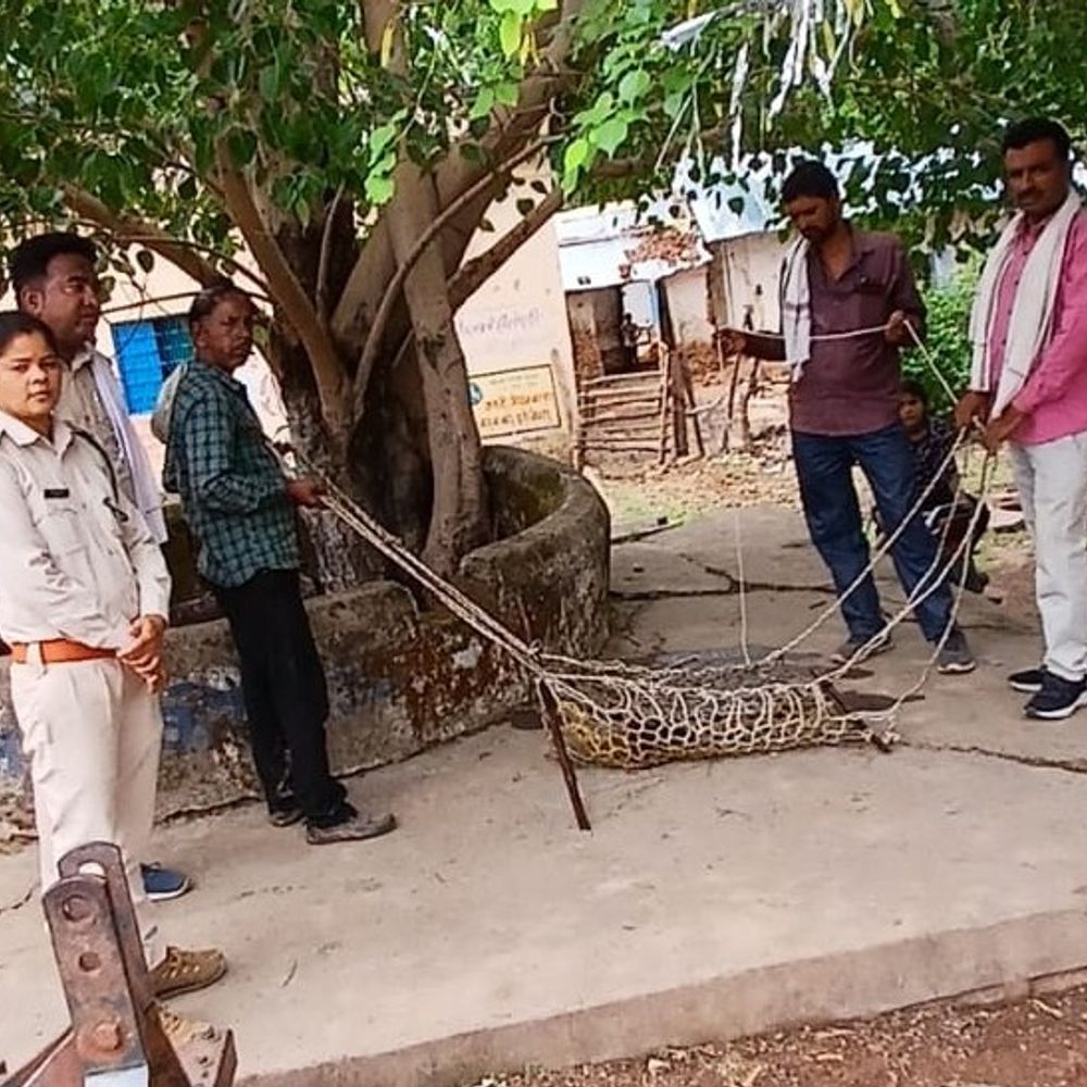 पन्ना में कुएं में गिरा सियार, वन विभाग ने बचाया:रेस्क्यू ऑपरेशन के बाद सुरक्षित जंगल में छोड़ा गया