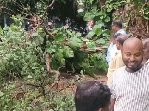 भागलपुर नगर निगम परिसर में पीपल का पेड़ गिरा:पार्किंग में हादसा, 5 बाइक को हुआ नुकसान, मशीन से हुई टहनी की छटाई