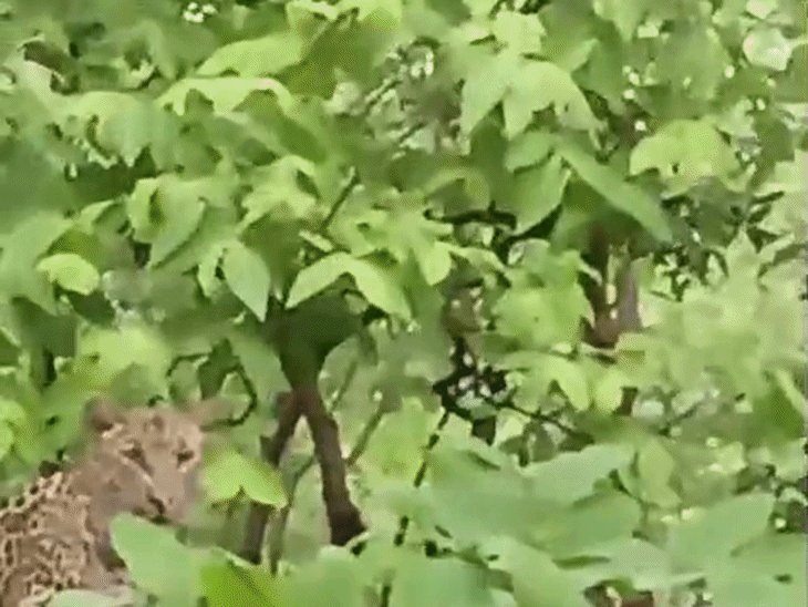 सलकनपुर देवी धाम के मुख्य मार्ग पर फिर दिखा तेंदुआ:  एक महीने में दो बार मंदिर की सीढ़ियों पर भी दिख चुके तेंदुए – Sehore News