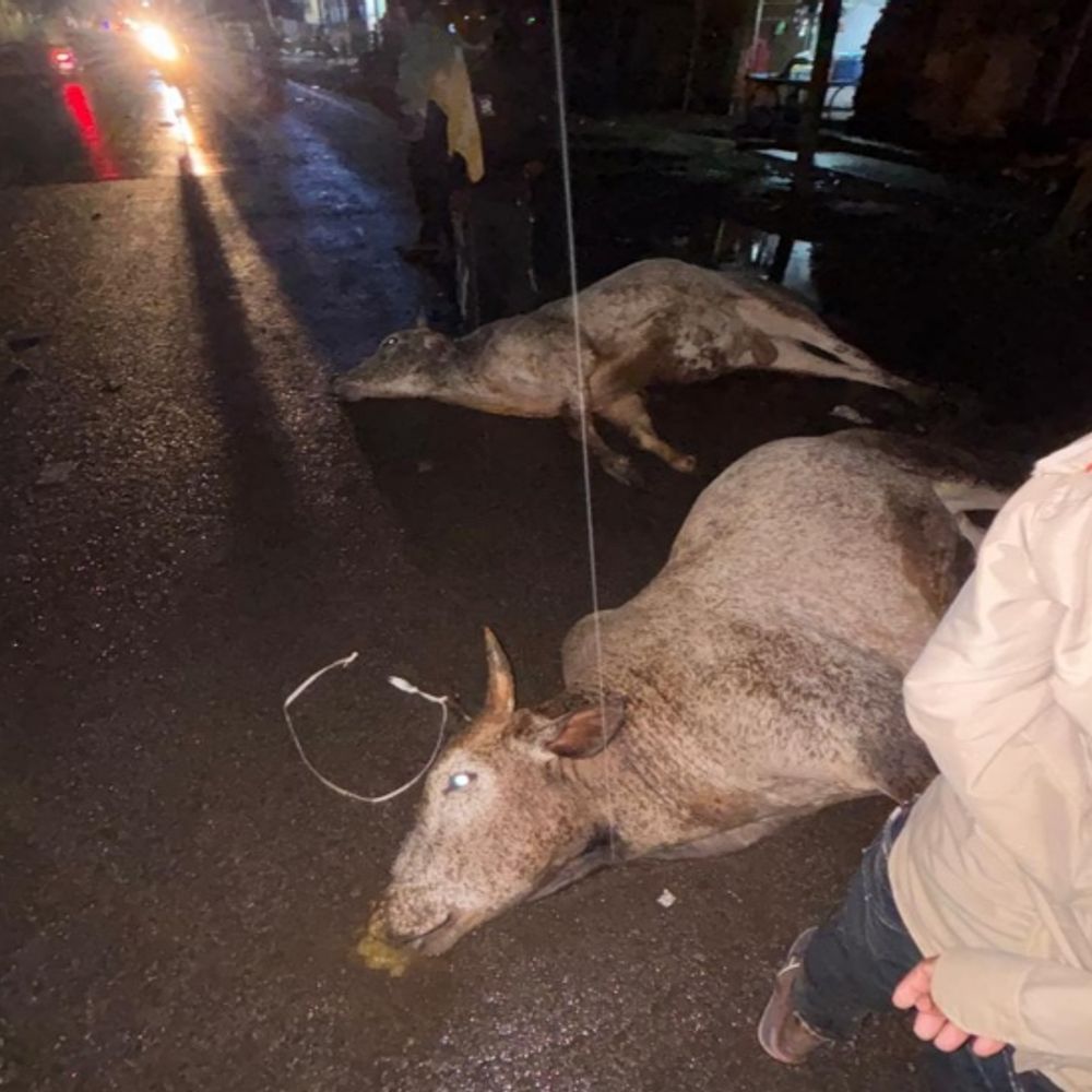 ग्वालियर में करंट लगने से दो सांडों की मौत:बारिश के बीच बिजली के पोल में उतरा था करंट, एक को बचाने आया दूसरा भी चपेट में आया