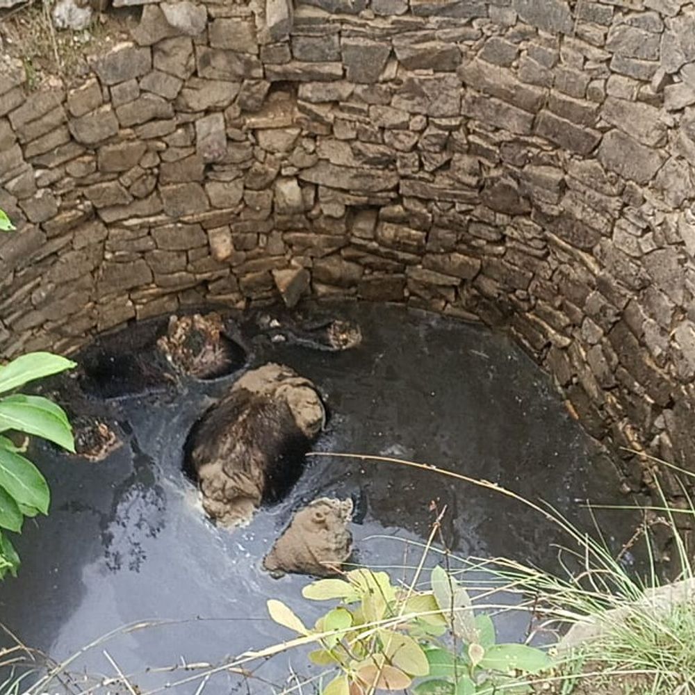 कुएं में टुकड़ों में मिला भालू का शव:  वयस्क नर भालू का सिर धड़ से अलग था; वन विभाग ने अंतिम संस्कार कराया – Balaghat (Madhya Pradesh) News