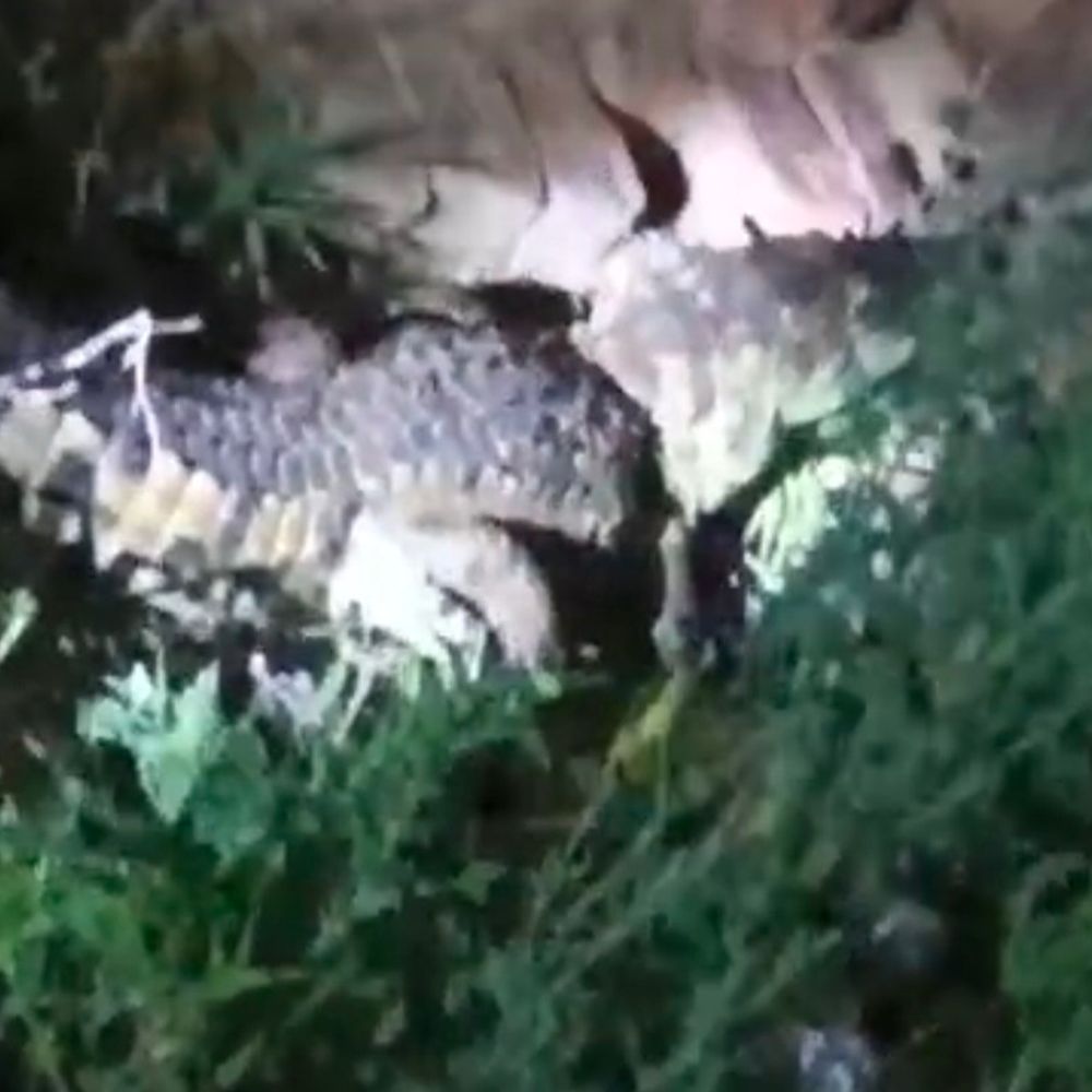 बहराइच में घर के पीछे बैठा मिला मगरमच्छ:टॉर्च की रोशनी पड़ने पर ग्रामीण के उड़े होश, कई शिकायतों के बाद भी नहीं पहुंचा वन विभाग