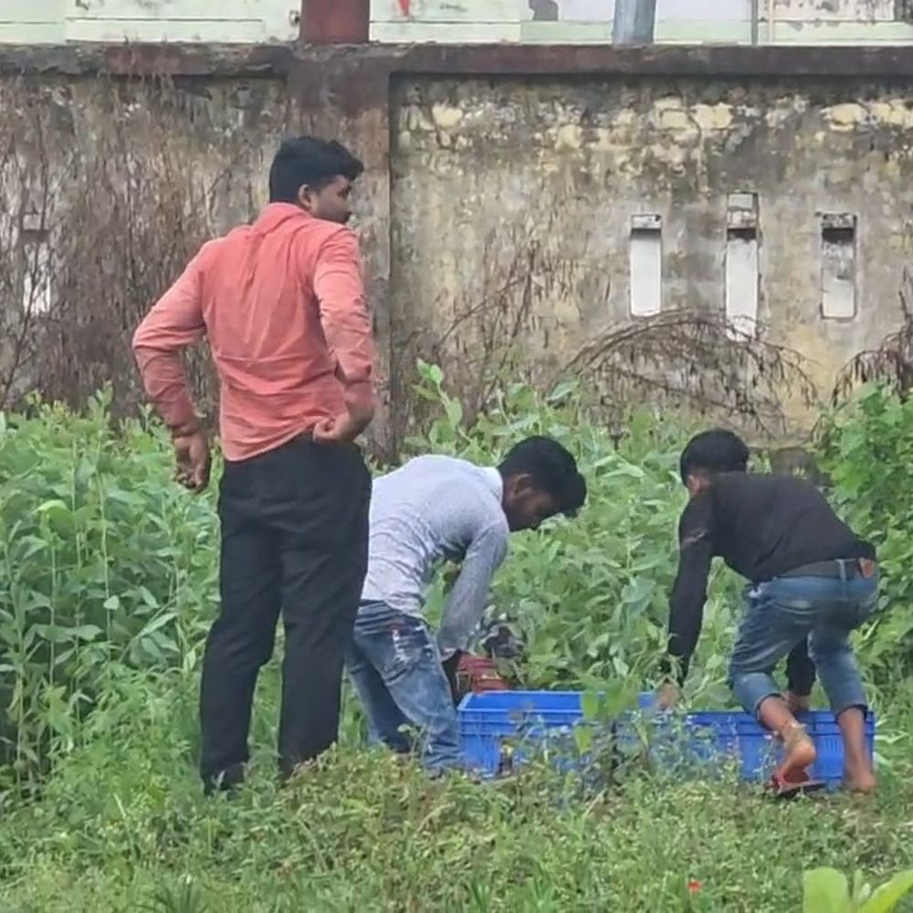 गोंडा में 40 लाख से ज्यादा पौधों का वितरण:23 विभागों को मिली जिम्मेदारी, वन विभाग को 21.38 लाख का लक्ष्य