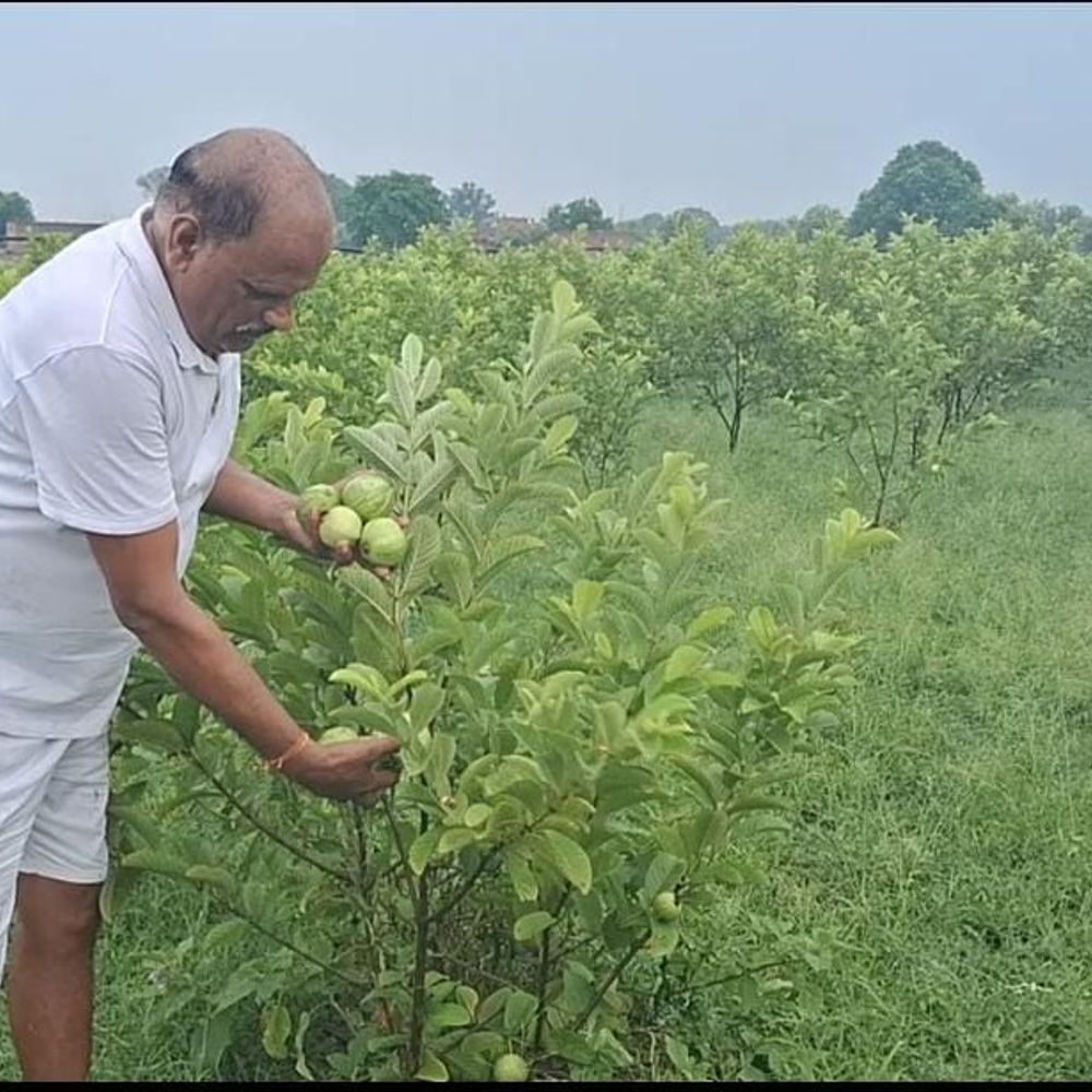 किसान ने अमरूद की खेती से बदली पहचान:भदोही में कालीन नगरी को अमरूद बेल्ट' बनाने का लिया संकल्प