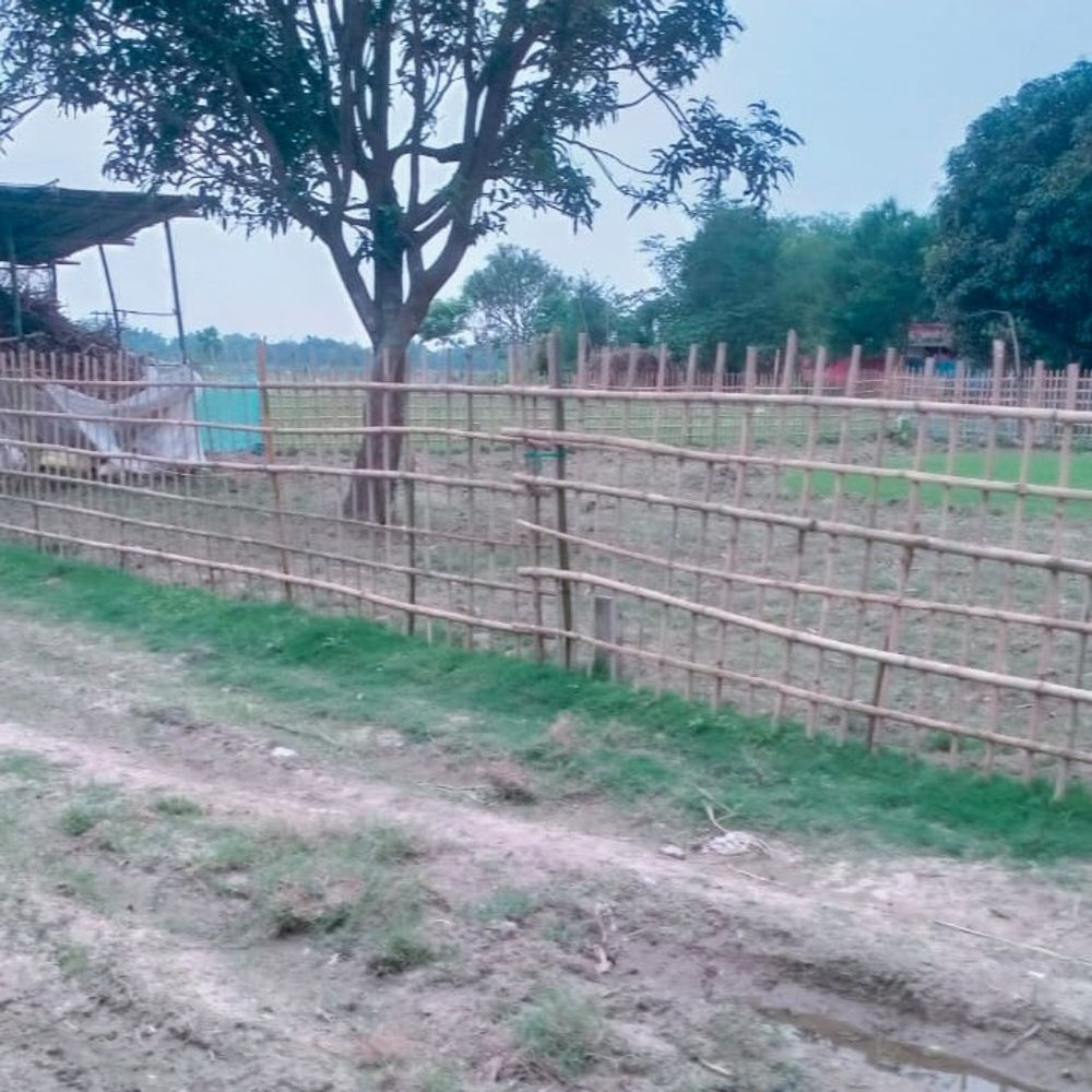किशनगंज में 5 एकड़ सरकारी जमीन पर कब्जा:SDM का आदेश 1 महीने से अधूरा, चाय बागान लगाया, अब कल हटेगा अतिक्रमण