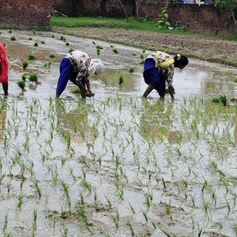 अयोध्या में धान रोपाई पर मौसम की मार:1.3 लाख हेक्टेयर लक्ष्य चुनौती, बारिश की कमी से किसान परेशान