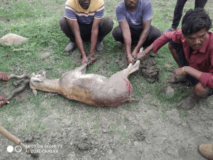 कुत्तों के हमले से भागा हिरण खेत में फंसा:ग्रामीणों ने बचाया, वन अमले ने रेस्क्यू कर उपचार कराया