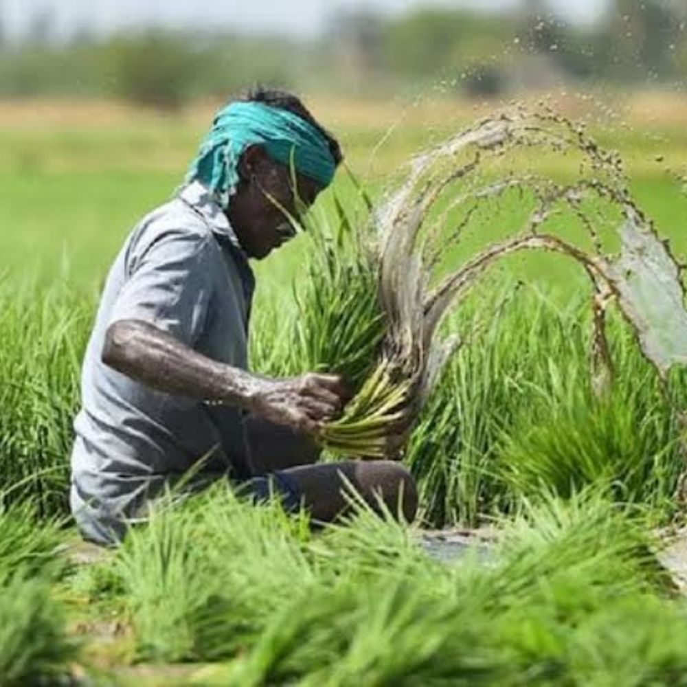 किसानों को फसल बीमा में राहत:नुकसान हुआ तो धान में 10 फीसदी, मक्का में 7 प्रतिशत और सोयाबीन में 5% तक बढ़कर मिलेगा क्लेम