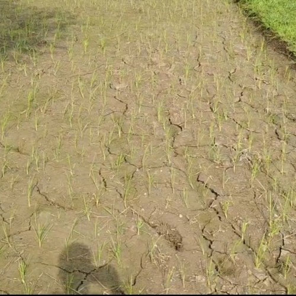 अनूपपुर में जिले मानसून की रफ्तार थमी:  खेतों में दरारें आईं, रोपाई नहीं कर पा रहे किसान; नदियां सूखीं; सामान्य से आधी बारिश – Anuppur News