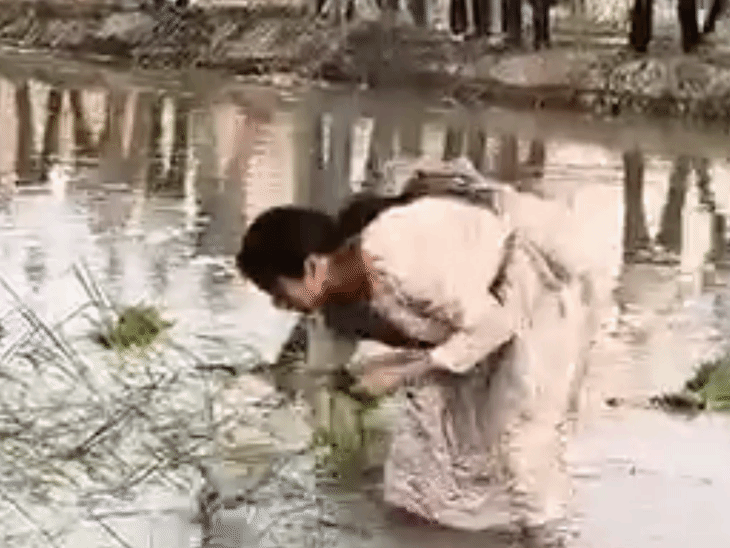 विधायक पल्लवी पटेल ने महिलाओं संग धान रोपाई की:सिराथू में 'जय जवान जय किसान' का नारा बुलंद किया, कहा- चांद तक पहुंची बेटियां