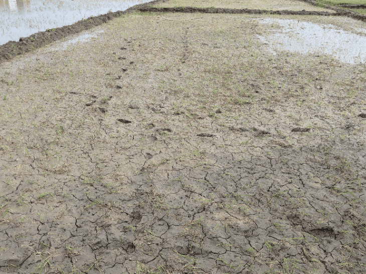 No Rain in Raisen for 15 Days, Paddy Withers: Kharif Sowing Faces Crisis, Cracks Appear in Fields; Farmers Say Lack of Water Will Cause Losses