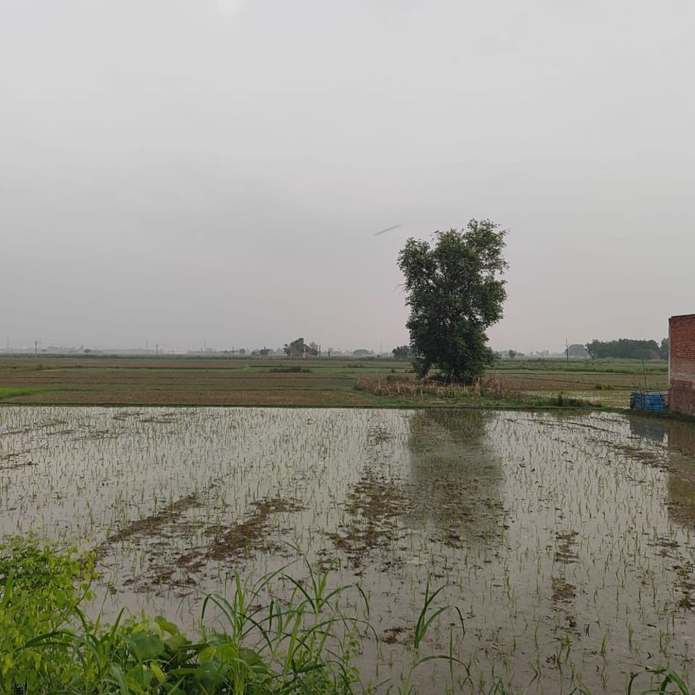आजमगढ़ में एक दिन पूर्व बारिश के कारण गिरा तापमान:धान के खेतों में भरा पानी, उमस भरी गर्मी, बिजली कटौती ने बढ़ाई परेशानी