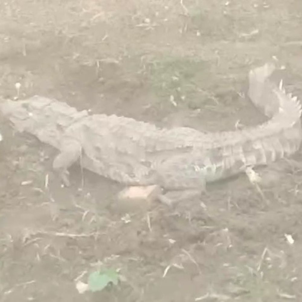 शिवपुरी में दिखा 6 फीट लंबा मगरमच्छ:नदी का जलस्तर बढ़ने से खेत तक पहुंचा; धान की रोपाई के दौरान ग्रामीणों ने देखा