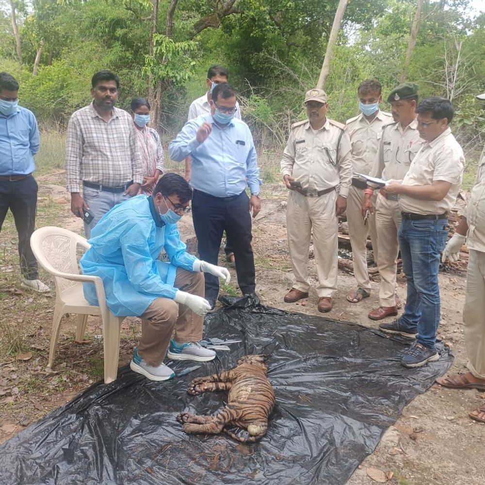 
                 मृत बाघ शावक के सिर में फ्रैक्चर, गले पर घाव:पोस्टमार्टम रिपोर्ट में खुलासा, तलाशी में कोई संदिग्ध वस्तु नहीं मिली 
            