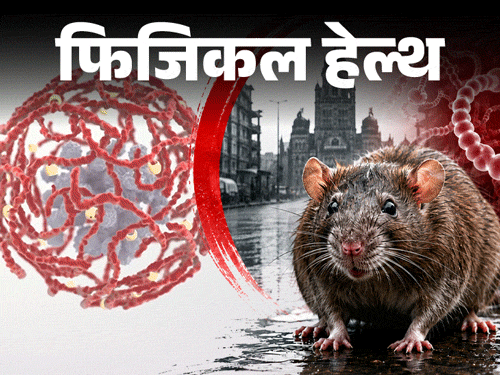 
                 फिजिकल हेल्थ- रैट फीवर पर एडवाइजरी:बारिश में बढ़ता रिस्क, पानी में न भीगें, जानें सभी लक्षण और बचाव के लिए जरूरी सावधानियां 
            
