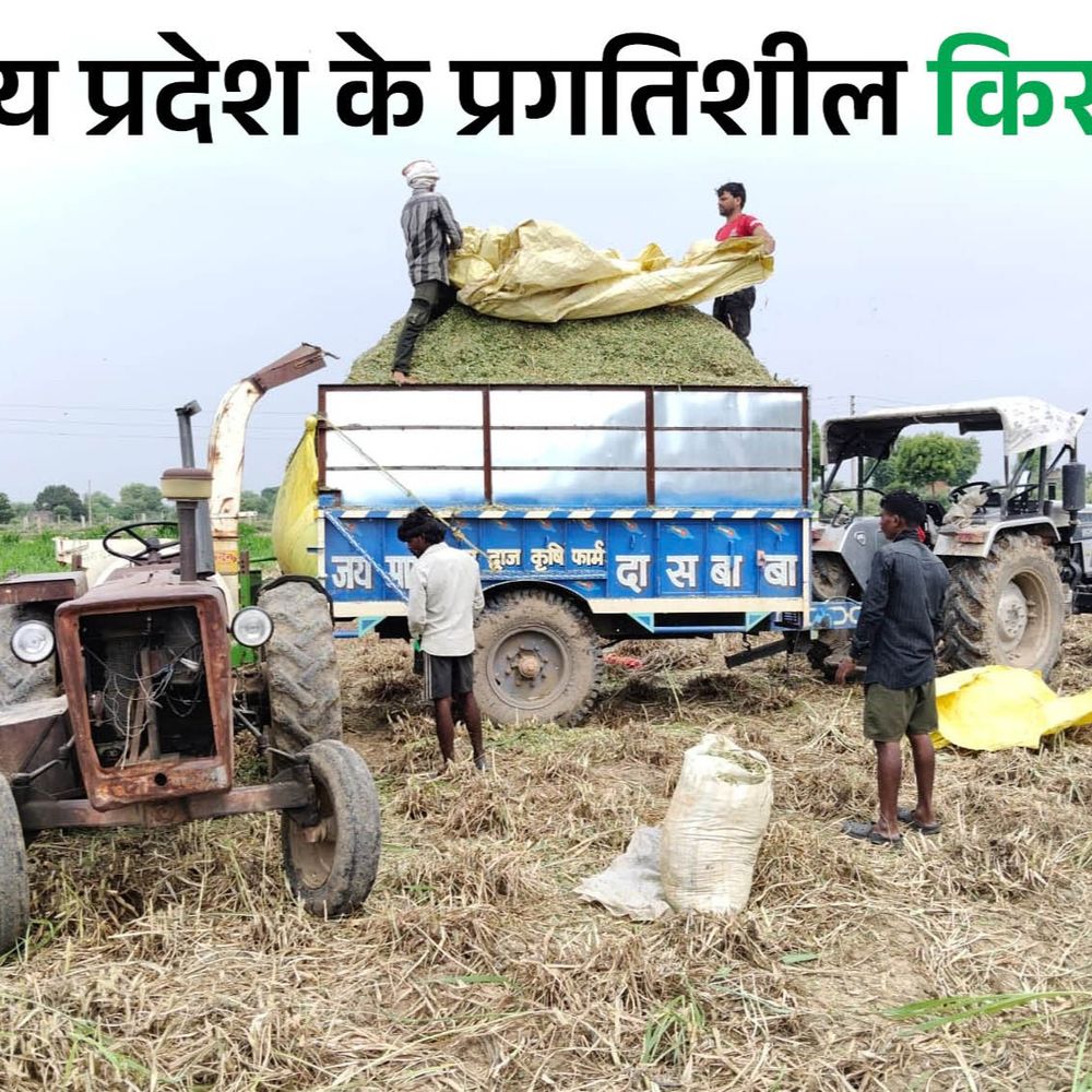 
                 मुरैना में क्रिकेटर ने शुरू की हरे चारे की खेती:वन टाइम इन्वेस्टमेंट में 15 साल कमाई, 5 साल में 5 बीघा से 100 बीघा तक बढ़ाया रकबा 
            
