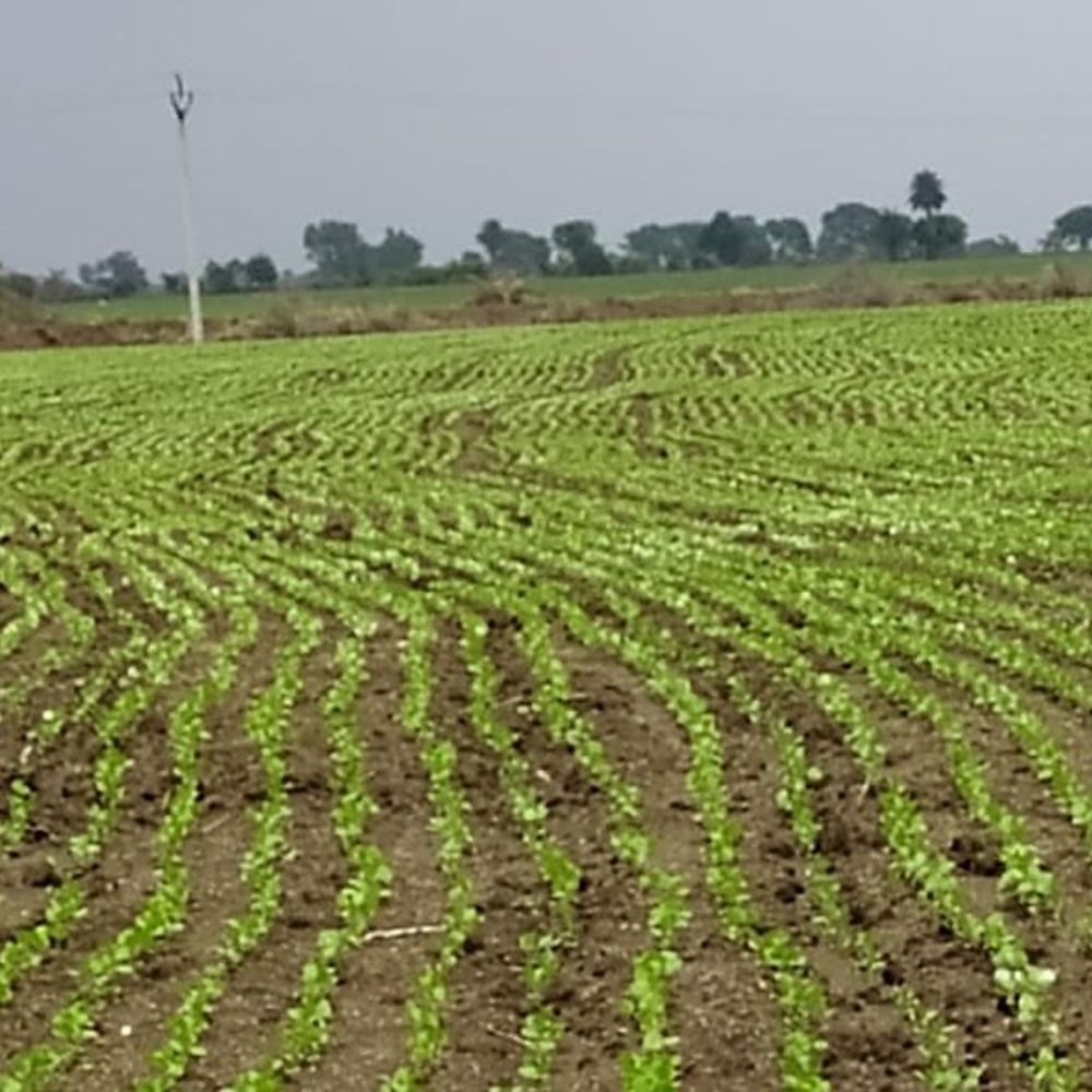 
                 धार में 11 दिन से बारिश नहीं, खेत सूखने लगे:सोयाबीन फसल पर संकट, किसानों की बढ़ी चिंता 
            