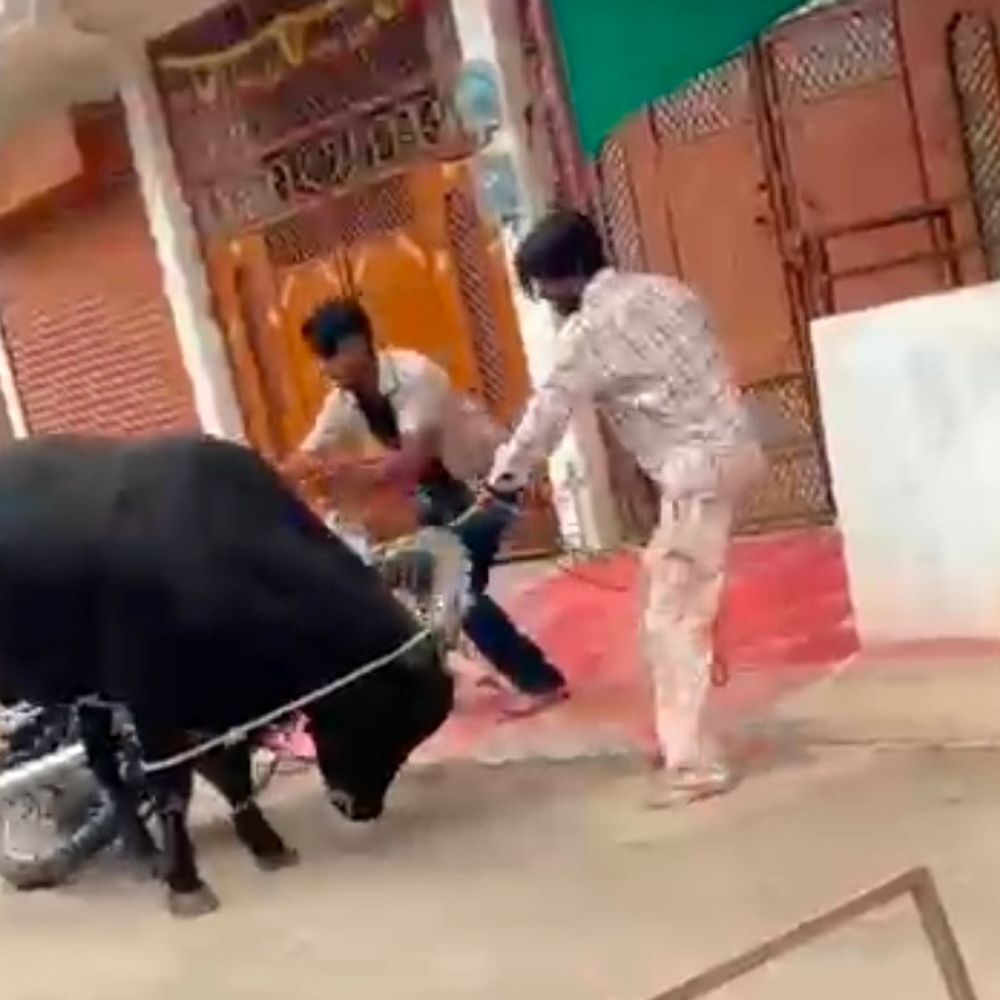 
                 ग्वालियर में घायल सांड ने मचाया उत्पात:गौ रक्षक टीम ने दो घंटे की मशक्कत के बाद किया उपचार 
            