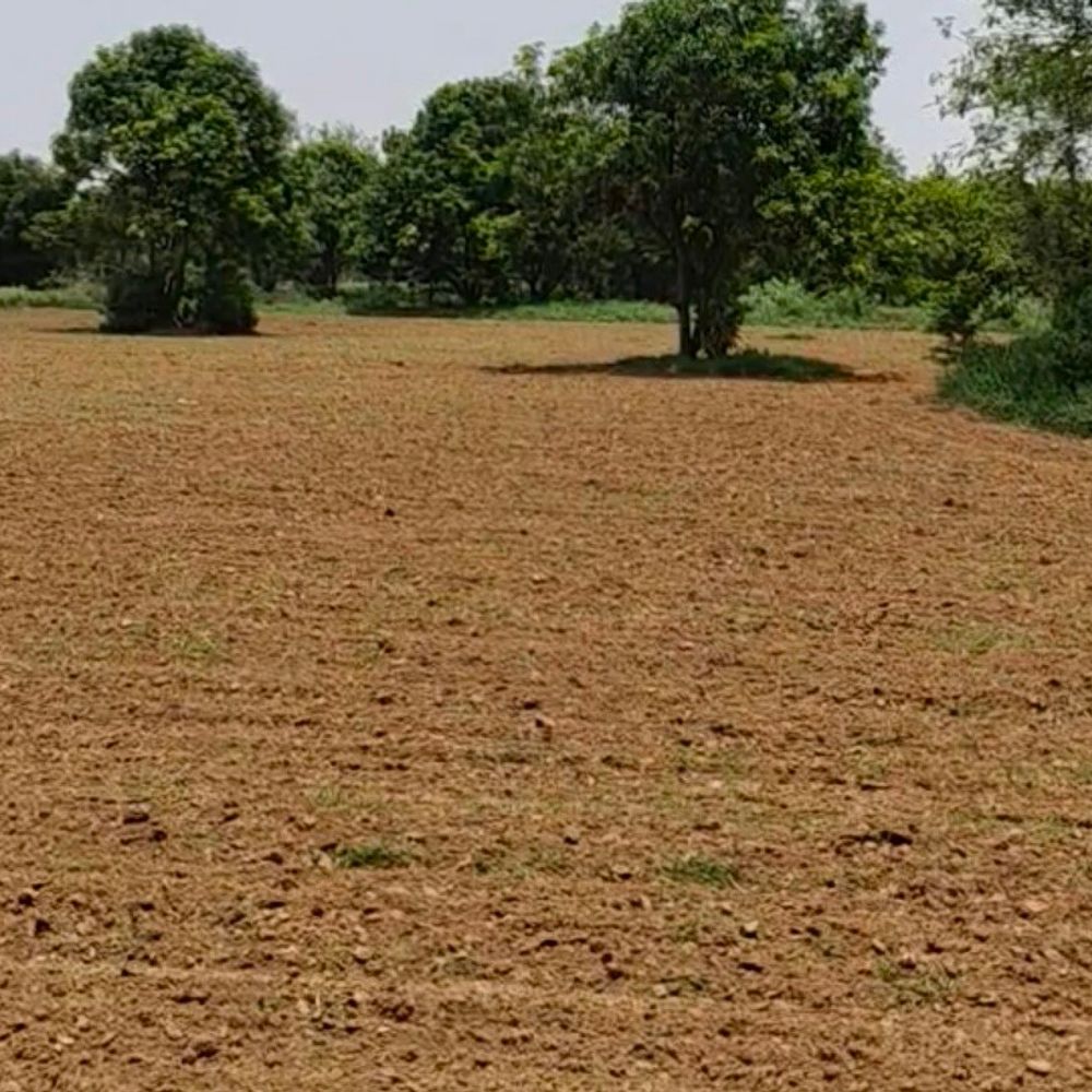 
                 ग्वालियर-चंबल में सामान्य से अधिक तापमान:आठ दिन से बारिश नहीं, उमस ने बढ़ाई परेशानी; किसानों की बढ़ी चिंता 
            