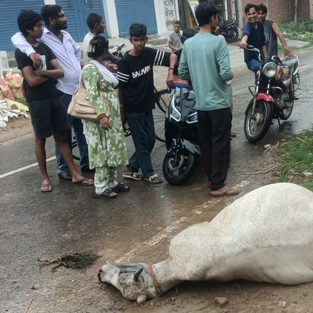 कार की टक्कर से अवारा गौवंश की मौत:कन्नौज में हाजीगंज रोड पर हादसे में कार क्षतिग्रस्त, चालक सुरक्षित निकल गया