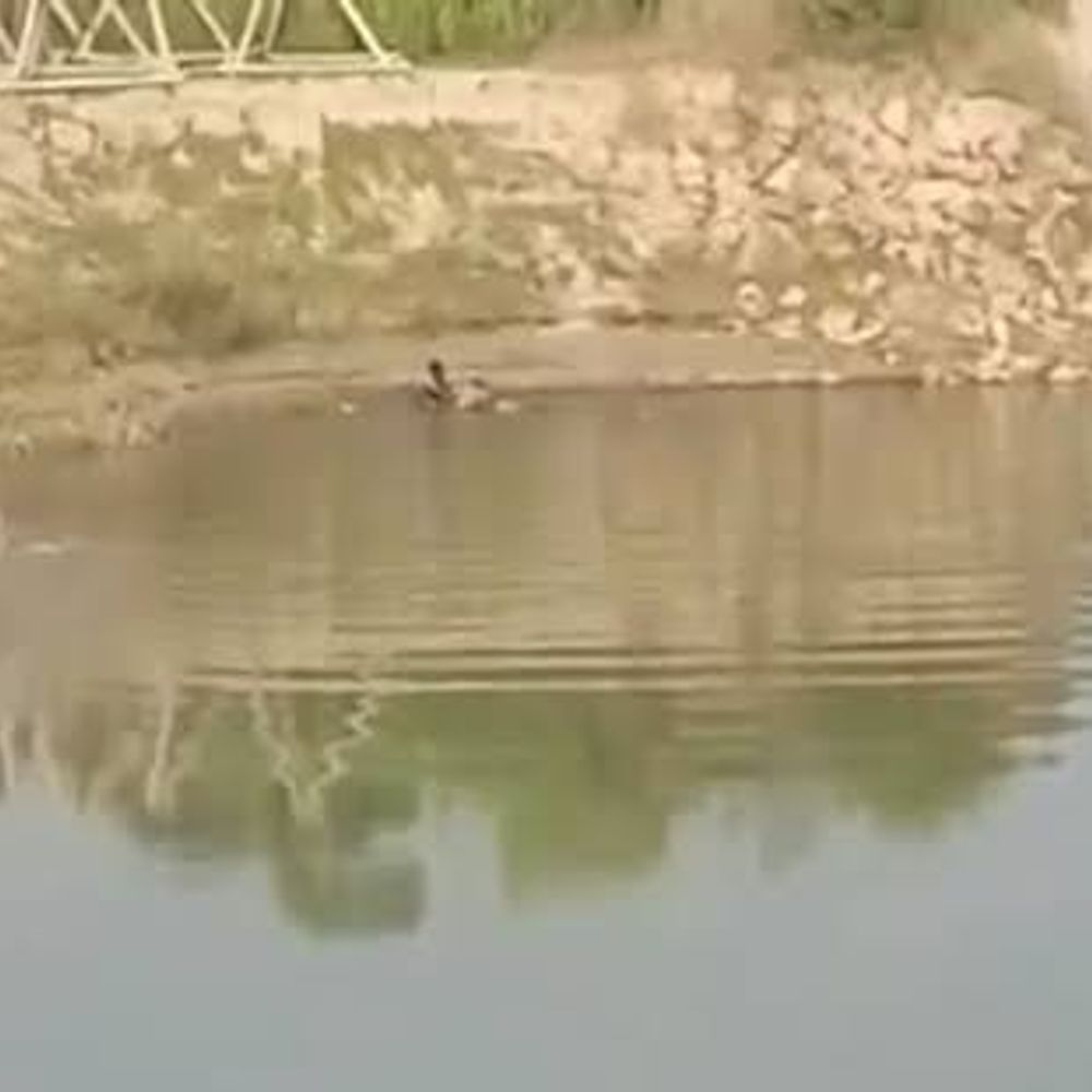 गोंडा में मगरमच्छों के हमले बढ़े, विधायक ने लिखा पत्र:कहा- टीएसए इंडिया जैसे सक्षम वन्यजीव विशेषज्ञ संस्थान से कराया जाए अध्ययन