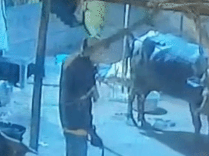 
                 शाजापुर भैंस चोरी का वीडियो, CCTV में कैद हुआ बदमाश:टापरी का ताला तोड़कर ले गए; चारा डालने पहुंचे तो पता चला 
            