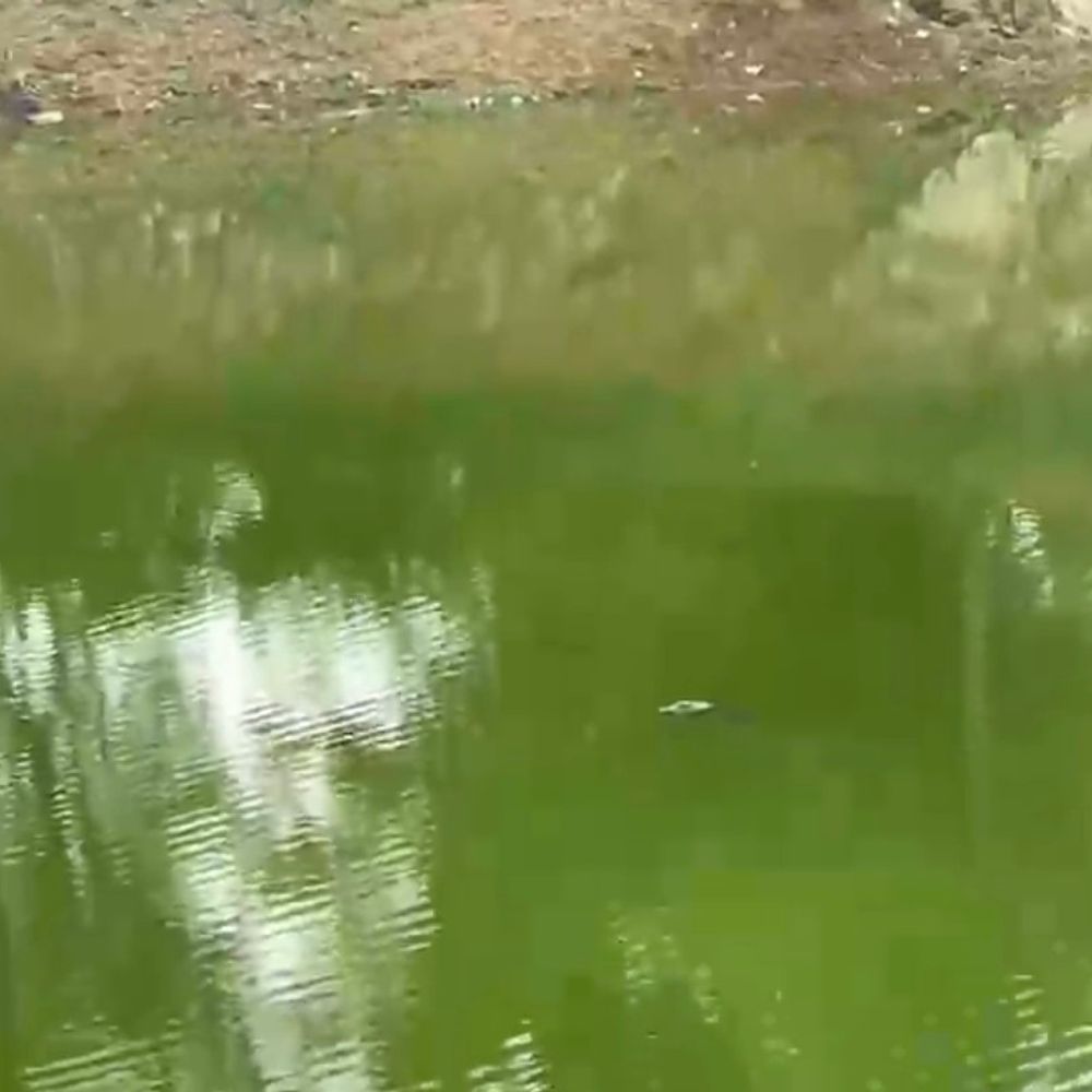 शिकारगंज तालाब में फिर दिखा 8 फीट का घड़ियाल:  एक महीने पहले मगरमच्छ का हुआ था रेस्क्यू; बच्चे पर हमले की कोशिश से ग्रामीण चिंतित – Sidhi News