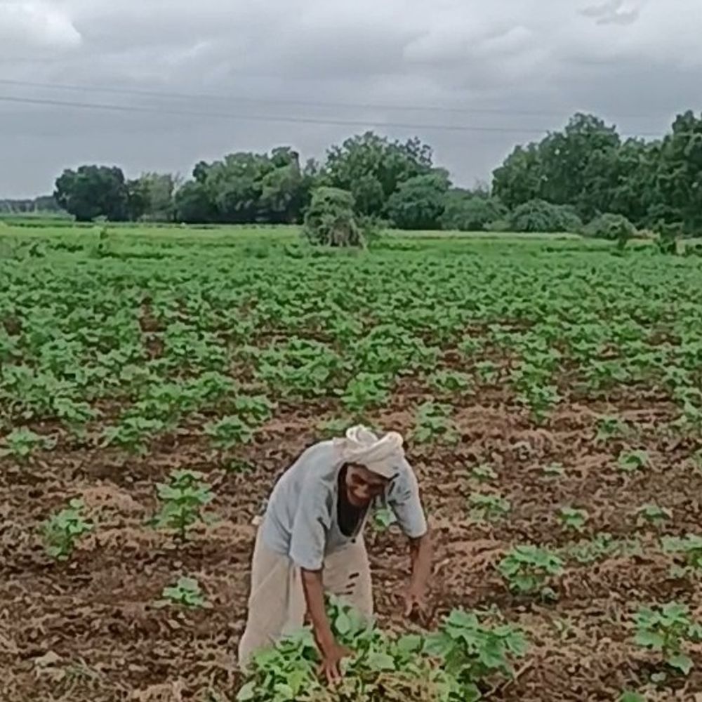 
                 खरगोन में 13 दिन से बारिश नहीं:कपास, सोयाबीन की बढ़वार रुकी, मिर्च पर कीटों का खतरा बढ़ा 
            