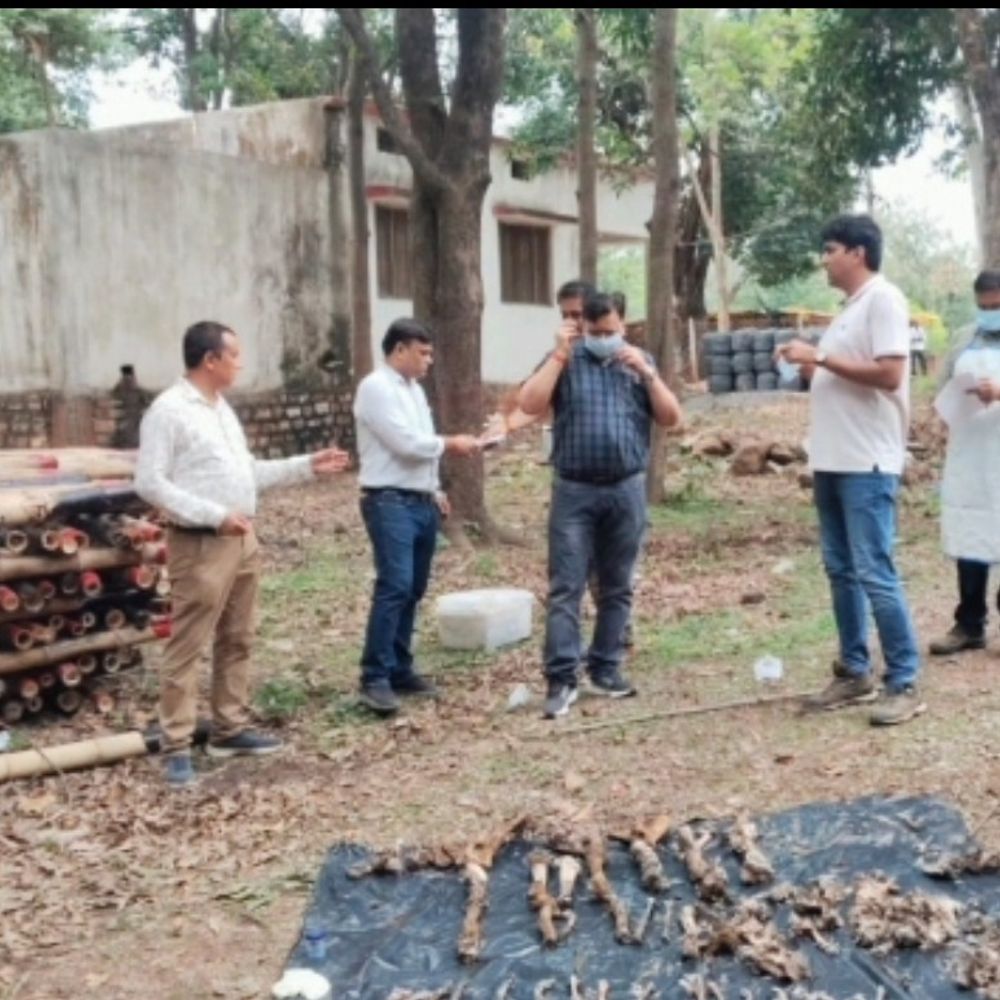 
                 बाघ के नाखून निकालने वाले मुख्य आरोपी की मौत:सतना में करंट लगाकर शिकार के मामले में था फरार, 14 नाखून अब भी गायब 
            