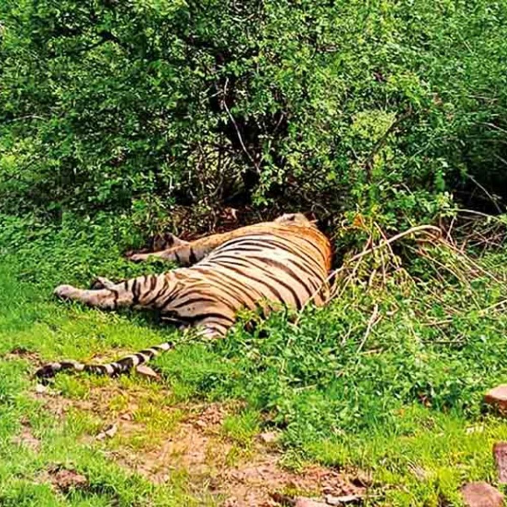 
                 पन्ना टाइगर रिजर्व:किशनगढ़ रेंज में मिला वयस्क नर बाघ का शव 
            