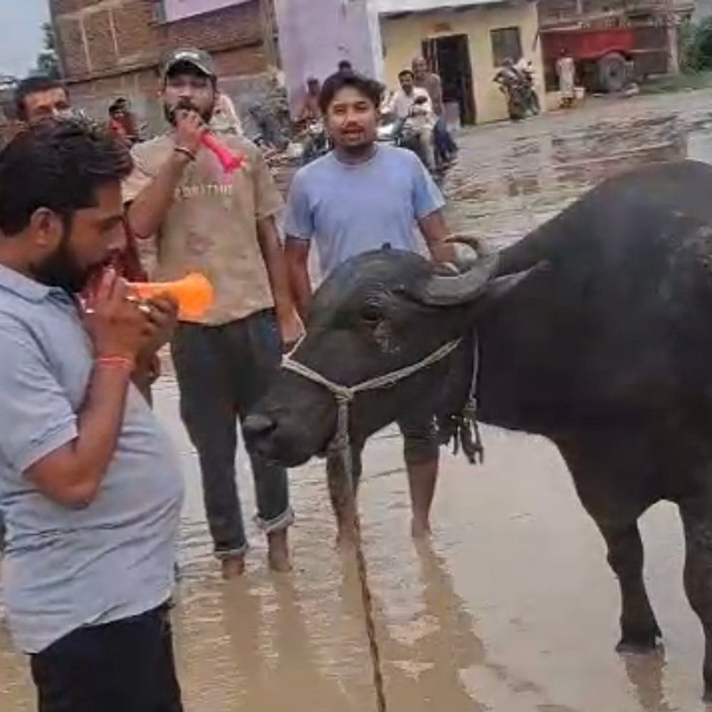 
                 कटनी में जर्जर सड़क पर ग्रामीणों का प्रदर्शन:गड्ढों के बीच खड़े होकर भैंस के सामने बजाई बीन; प्रशासन पर अनदेखी का आरोप 
            