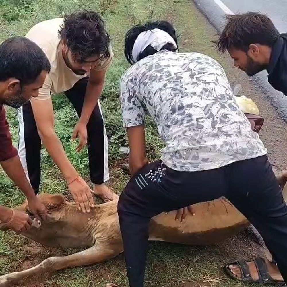 
                 तेज रफ्तार वाहन ने 4 गायों को कुचला:2 गायों की मौत, 2 गंभीर घायल;गौसेवक मौके पर पहुंचे 
            