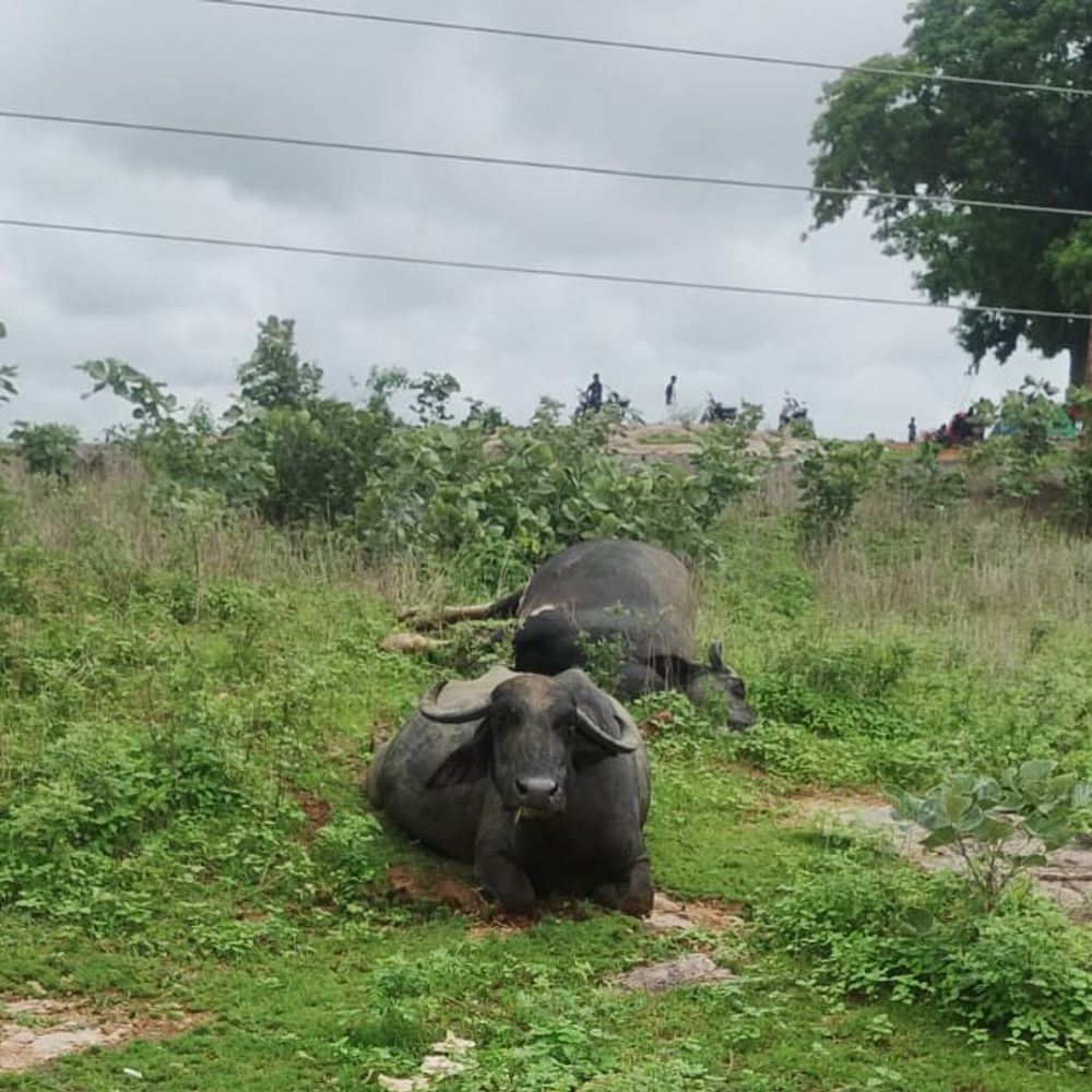 
                 ओरछा में 33KV लाइन से हादसा, भैंस की मौत:नीचे लटके तार की चपेट में आई, 3 अन्य घायल; पशुपालक ने मांगा मुआवजा 
            