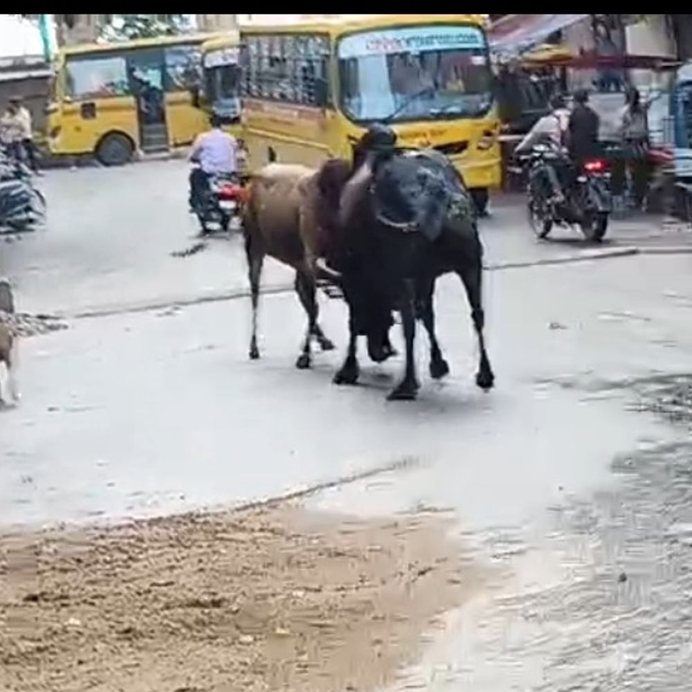
                 रानापुर में सुभाष मार्ग पर भिड़े दो सांड:सुभाष मार्ग पर आधे घंटे तक मची अफरा-तफरी; कांजी हाउस में होटल व्यवसायी का कब्जा 
            