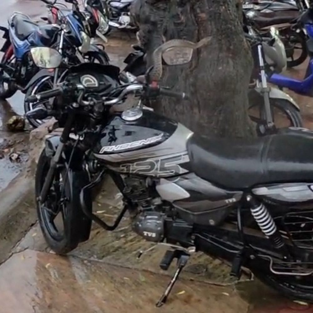 
                 बाइक पर चढ़ा जहरीला सांप, चालक की जान बची:बारिश में बिलों से बाहर निकल रहे सांप, विशेषज्ञों ने वाहन जांचने और सतर्क रहने की दी सलाह 
            