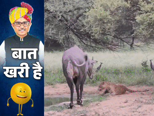 जंगल में भी चुनाव आ गए क्या?:RTO से डर लगता है साहब; मछलियां मर गईं क्योंकि 'उम्र' हो गई