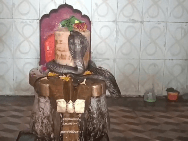 
                 शिवलिंग से लिपटा नाग देख मंदिर में उमड़े श्रद्धालु:छतरपुर में दो घंटे गर्भगृह में रहा नाग, बाहर निकलने के बाद शुरू हुई पूजा-अर्चना 
            