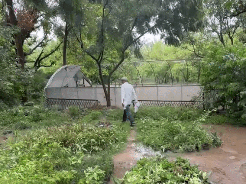 मानसून के बाद भी सरकारी नर्सरी में कलमी पौधे नहीं:बड़े मंत्रियों के बाद भी वन विभाग की लापरवाही; पौधों का पुराना स्टॉक बेच रहे, जानिए-कीमत