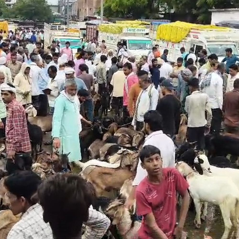 
                 खुटार बकरी बाजार में अवैध वसूली के आरोप:पंचायत ने टेंडर से किया इनकार, प्रशासन से जांच की मांग 
            