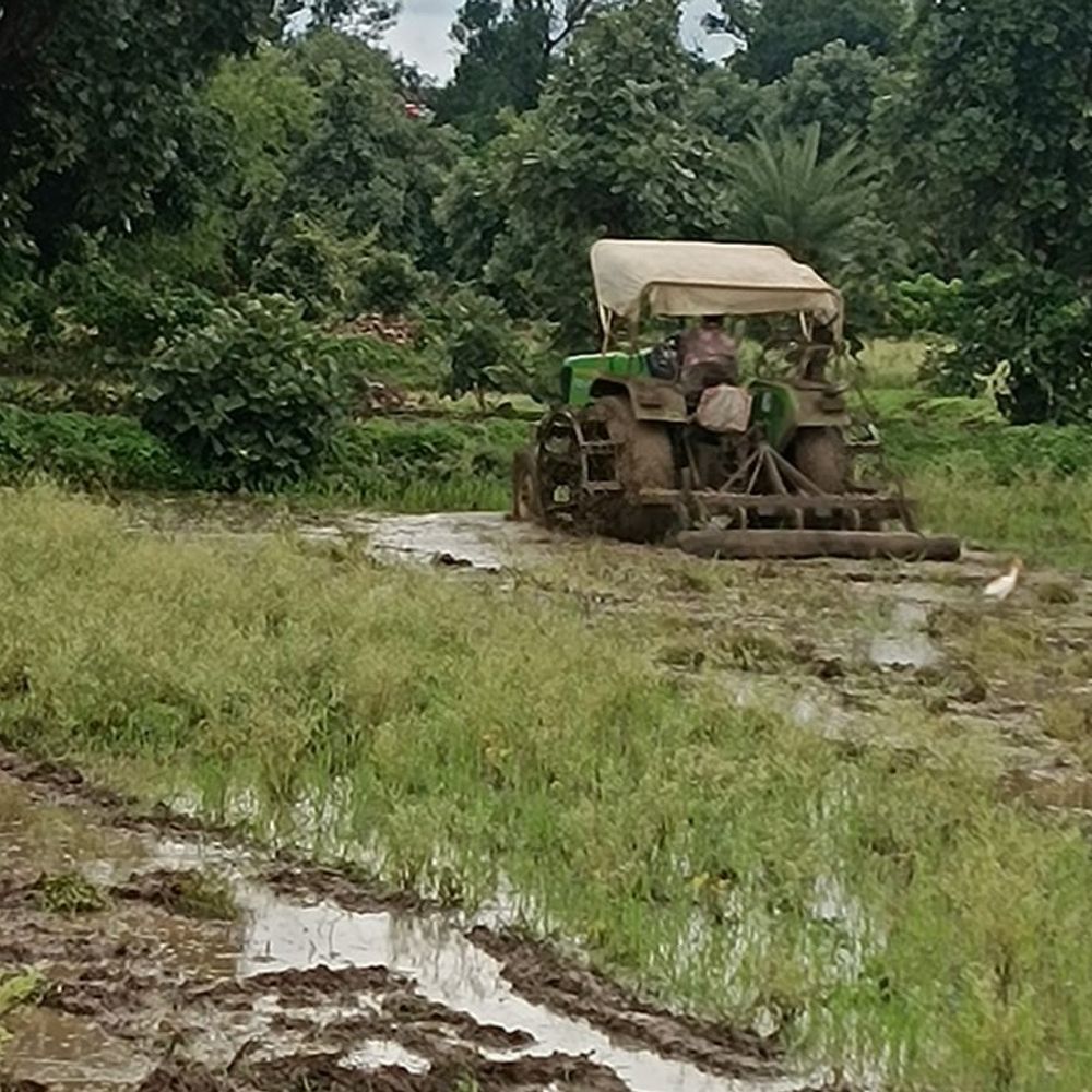 
                 बारिश के कारण 15 दिन पिछड़ी धान की रोपाई:उमरिया में मानसून की सुस्ती से 10 प्रतिशत उपज घटने की आशंका; कम बारिश से किसान चिंतित 
            